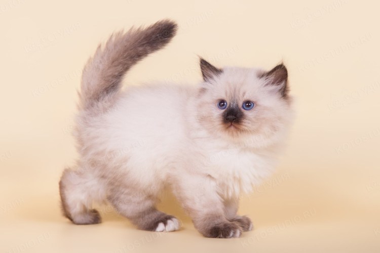 Невская маскарадная кошка с котятами