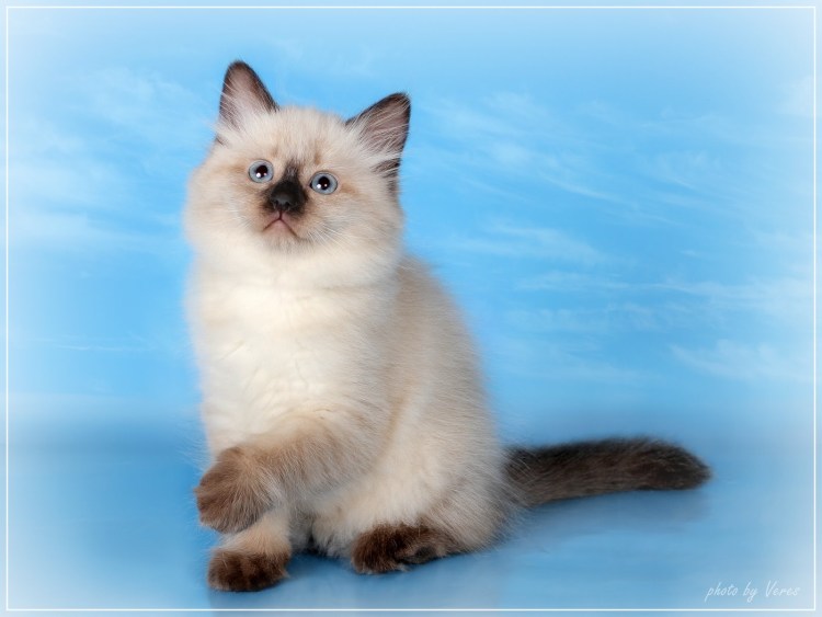 Невская маскарадная котята белые