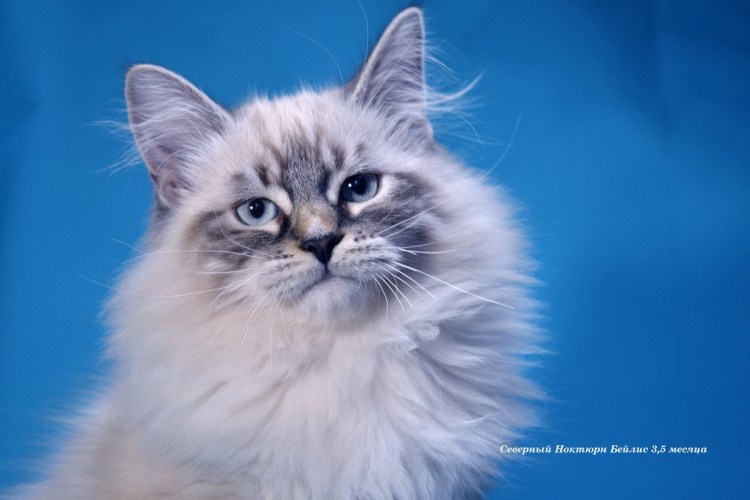 Невская маскарадная котята