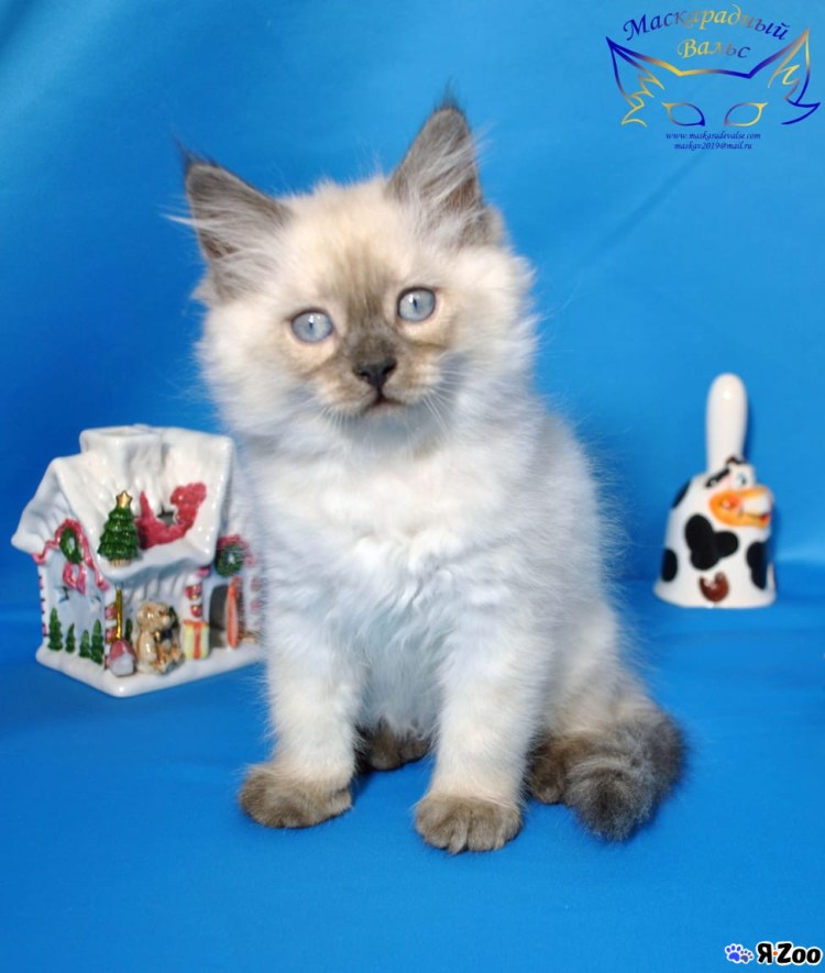 Фото кошечек милых Невский маскарад