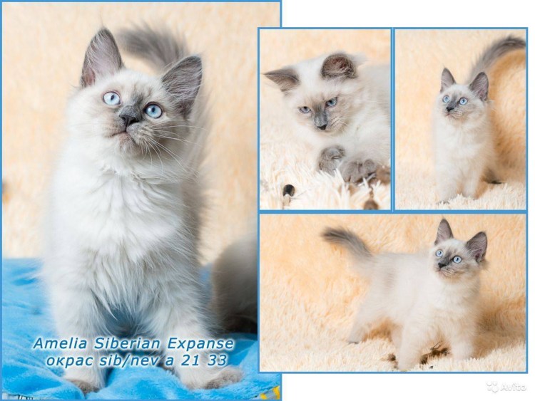 Невский маскарадный кот 4 месяца