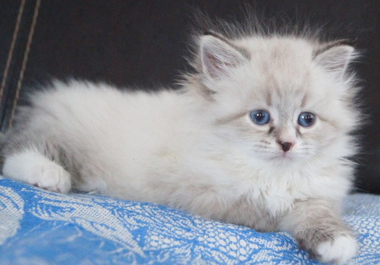 Невские маскарадные котята питомник