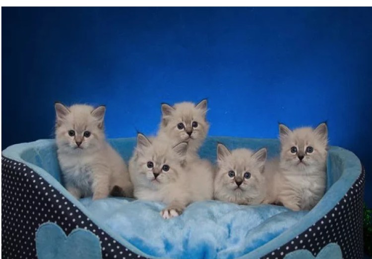 Меняется ли окрас у кошек Невской маскарадной с возрастом