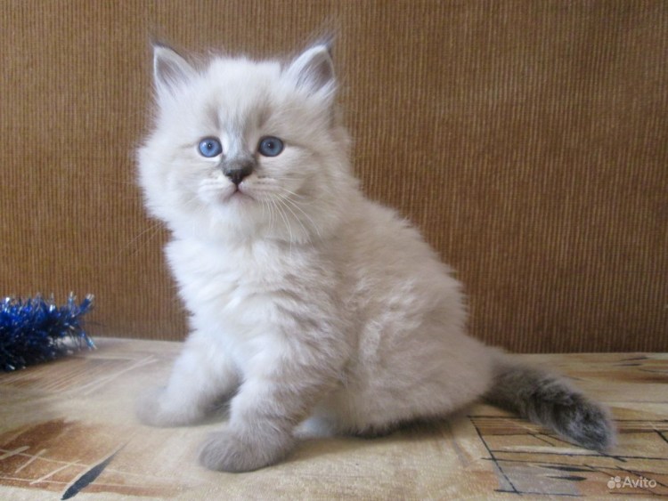 Вес котенок Невской маскарадной