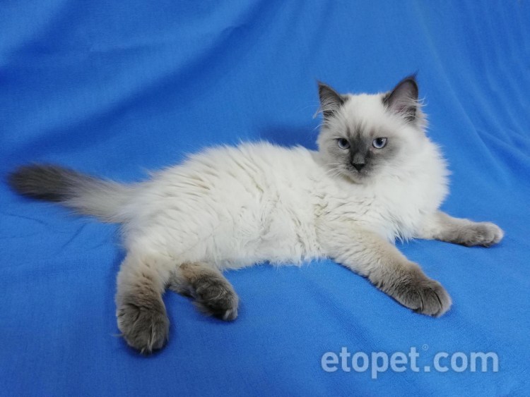 Невская маскарадная кошка Сильвер поинт