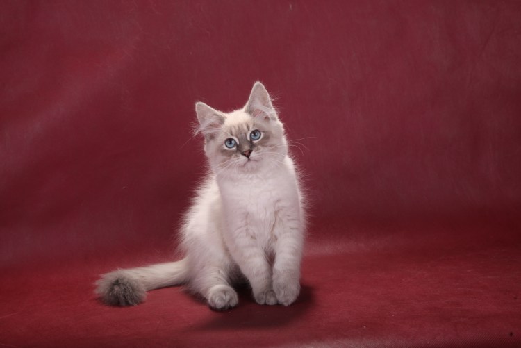 Невская маскарадная и Шотландская отличия