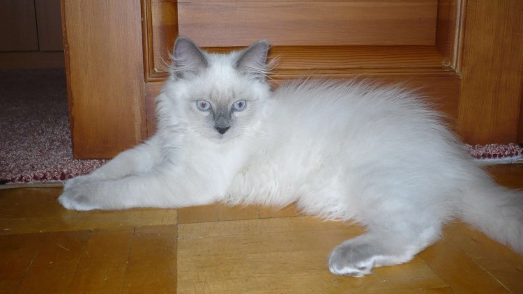 Невская маскарадная котята