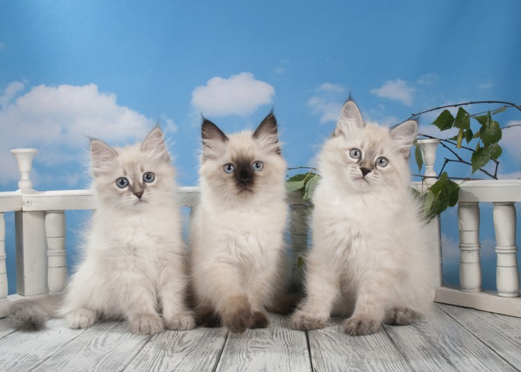 Невская маскарадная кошка с котятами