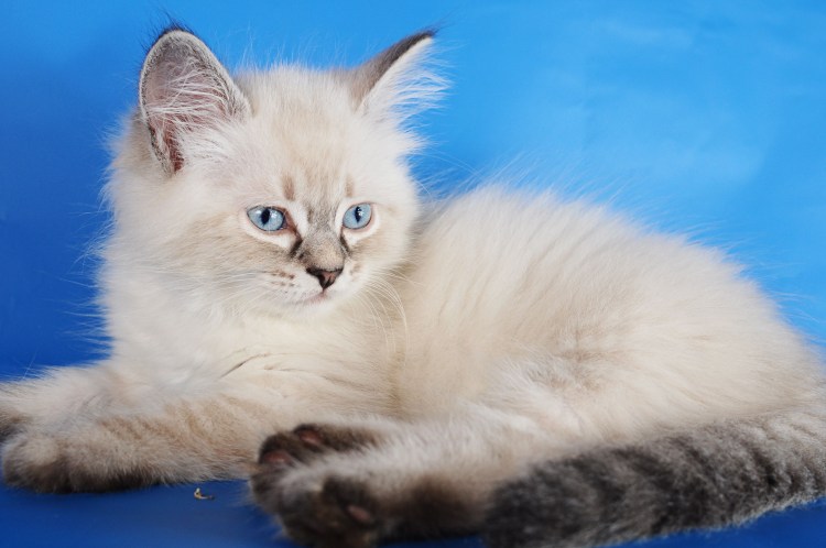 Невская маскарадная котенок 3 месяца