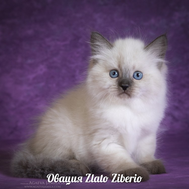 Невская маскарадная котята