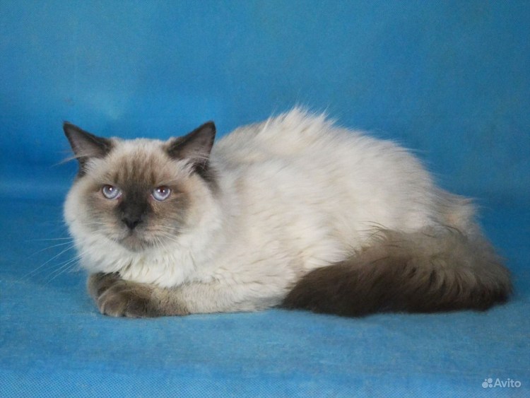Невский маскарадный кот