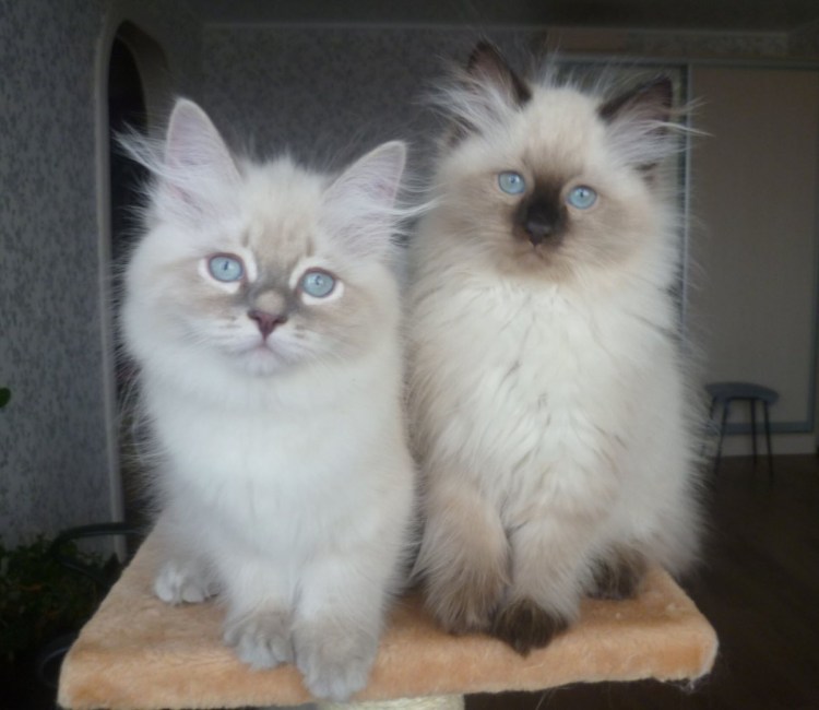 Порода кошек Невская маскарадная