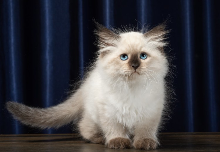 Невская маскарадная котята Новорожденные