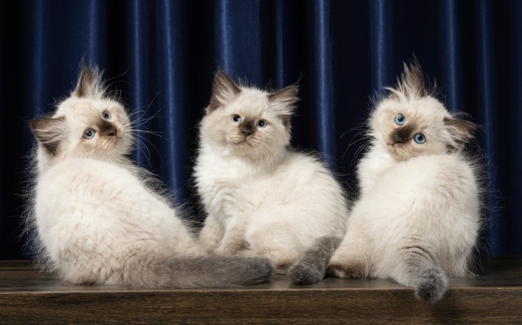 Котята от Невской маскарадной и дворового кота