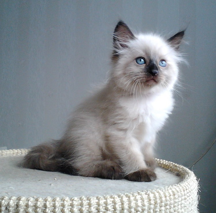 Как определить пол котенка Невская маскарадная