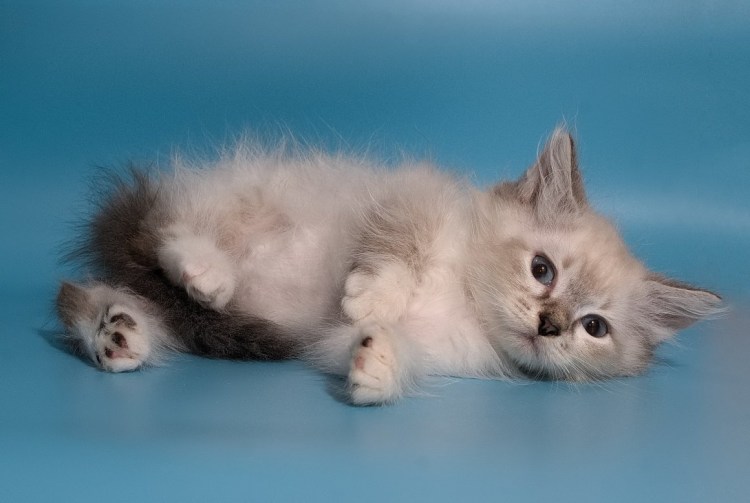 Невская маскарадная котята