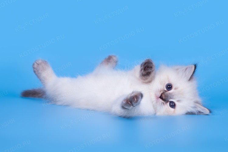 Невские маскарадные котята с родителями