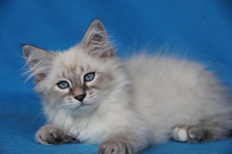 Коты Невские маскарадные кот