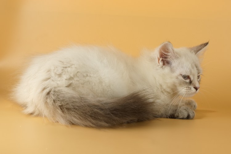 Невские маскарадные котята 4 месяца