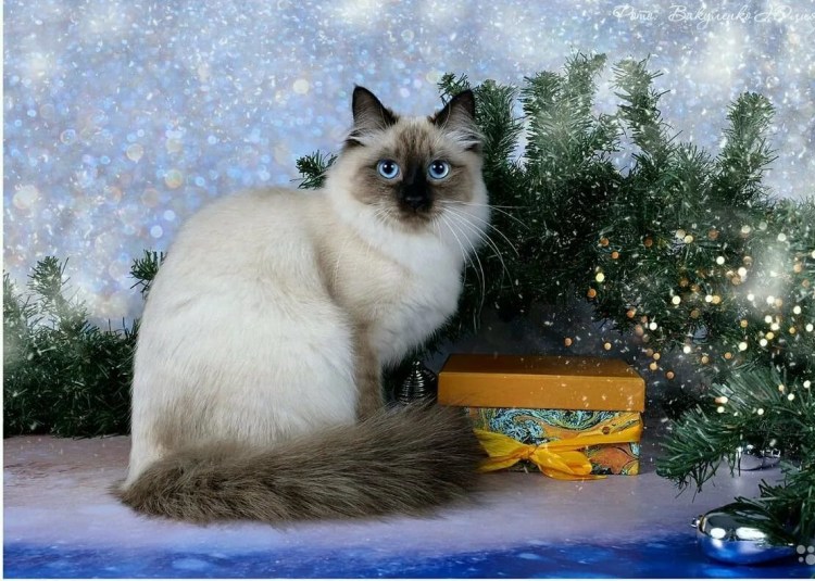 Кот метис шотландец и Невская маскарадная