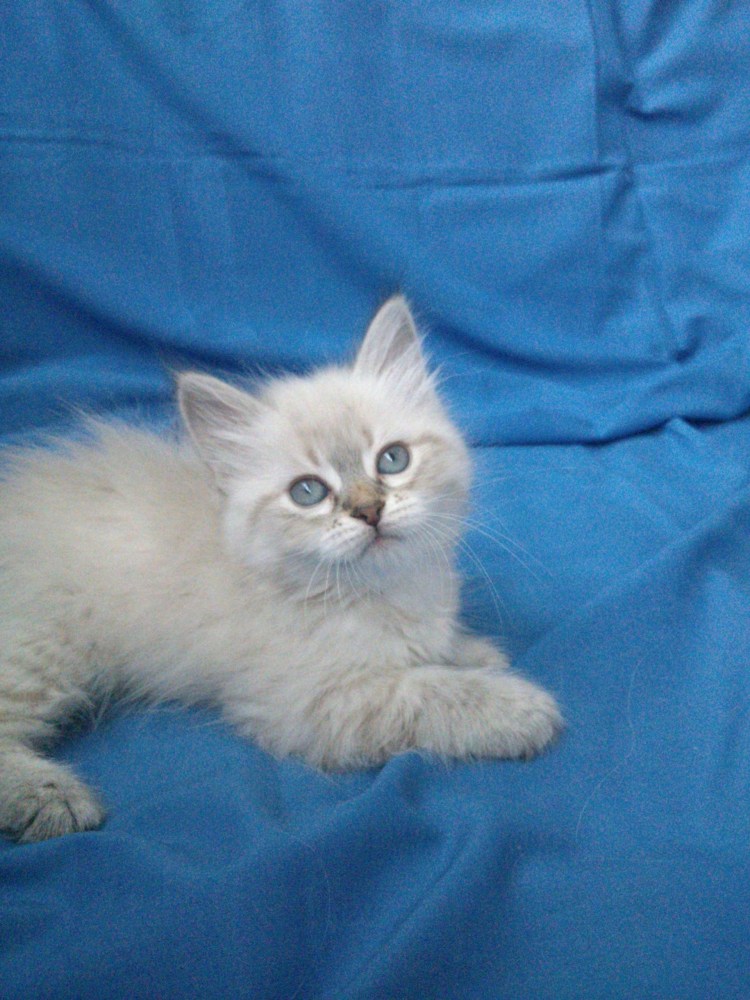 Невская маскарадная кошка черная