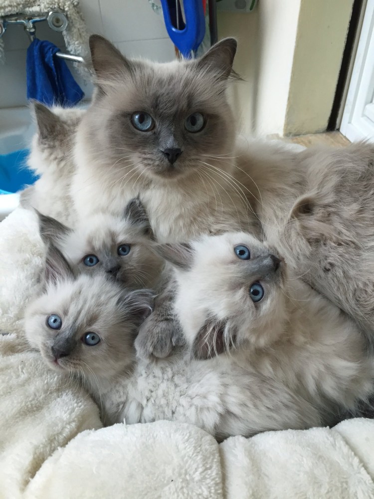 Невская маскарадная котенок 3 месяца