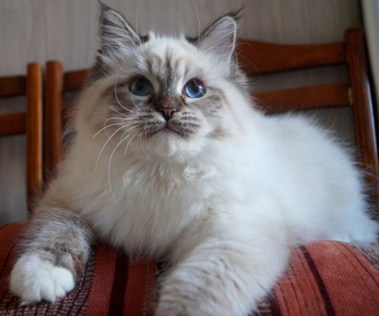 Невская маскарадная кот белый