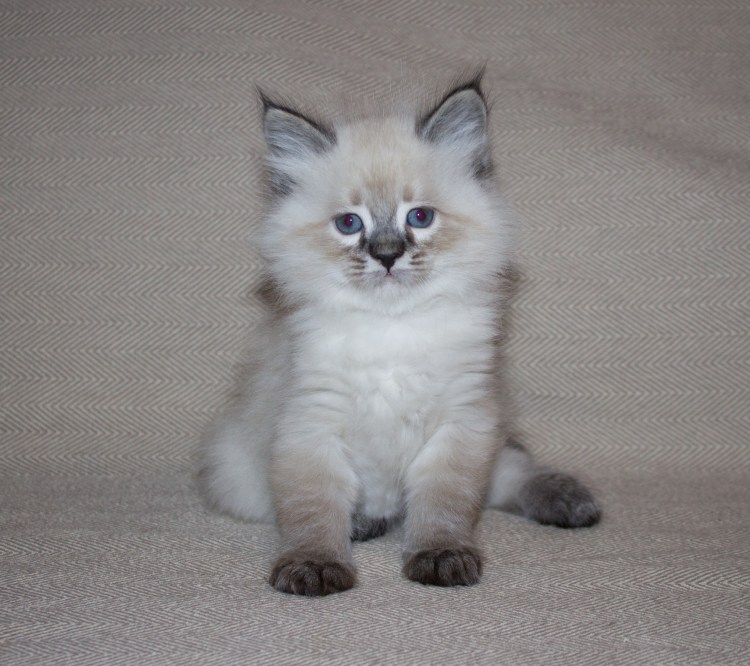 Невская маскарадная котята