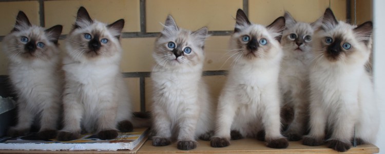 Невская маскарадная голубая