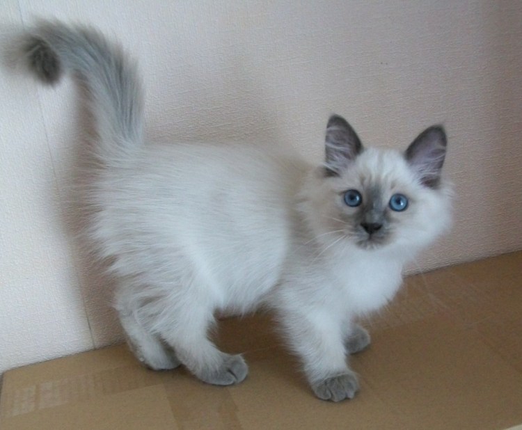 Невская маскарадная кошка