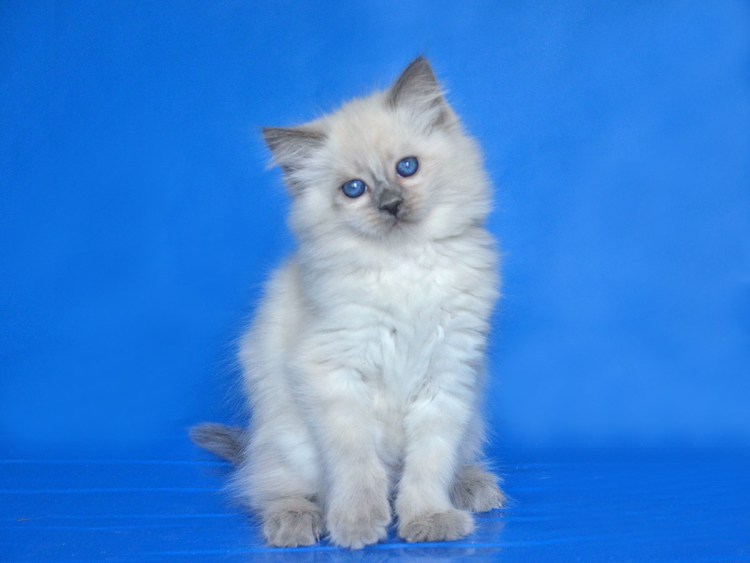 Невская маскарадная котята 2 недели