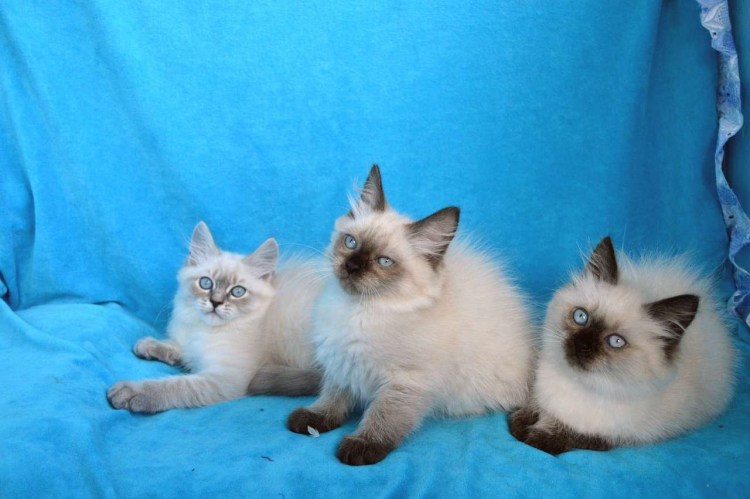 Корм для Невской маскарадной кошки