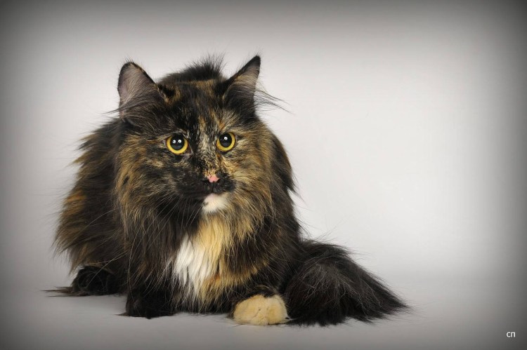 Породы кошек Норвежская Лесная кошка