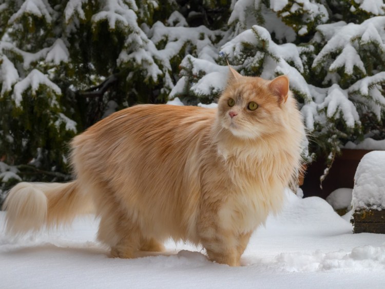 Норвежская кошка серая