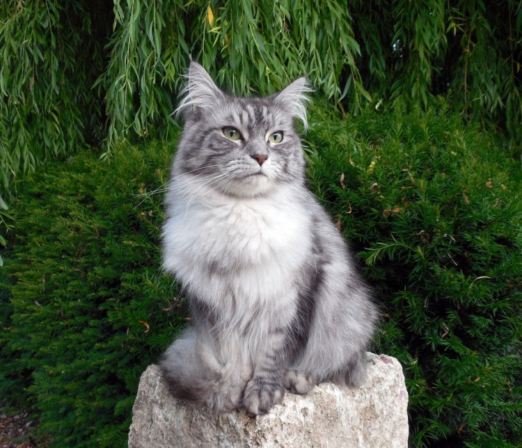 Кошки породы Норвежская Лесная