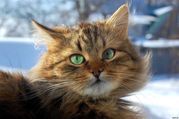 Норвежская Лесная