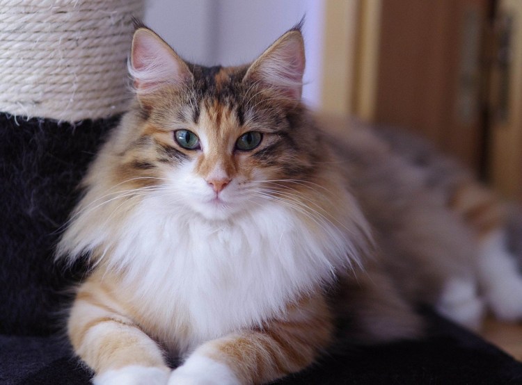 Норвежская Лесная кошка скоггкэт