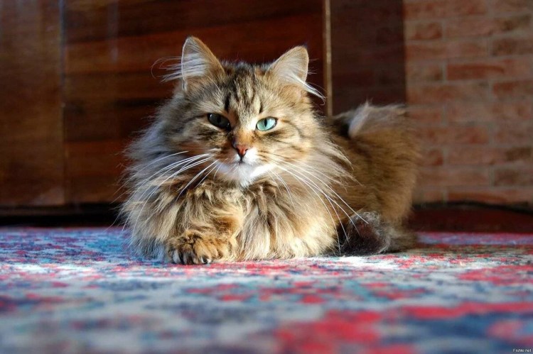 Браун табби Норвежская Лесная