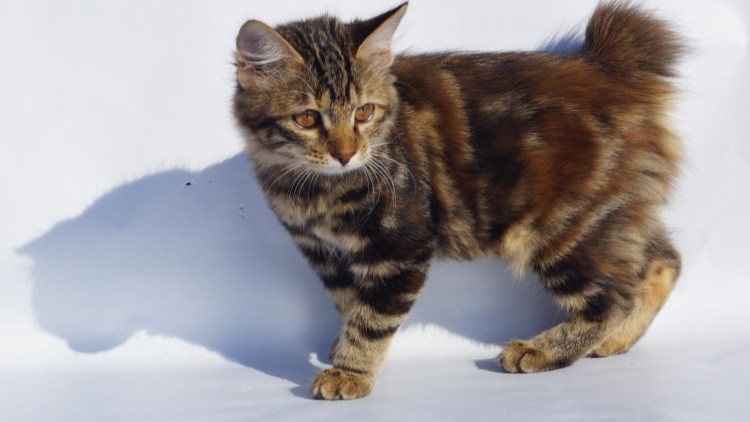 Норвежская ночная кошка