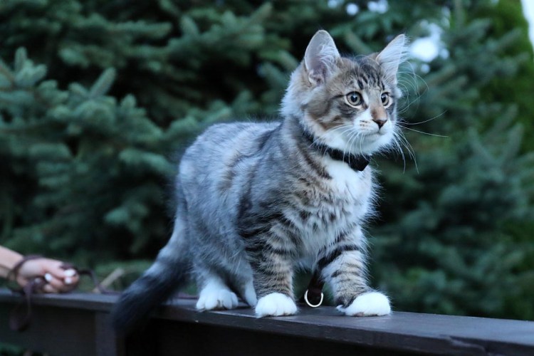 Сибирская Норвежская кошка