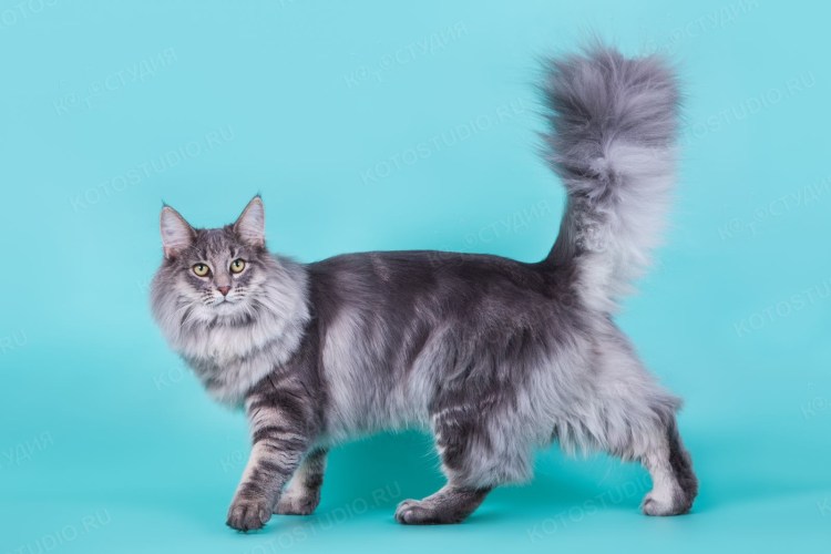 Норвежская Лесная кошка биколор