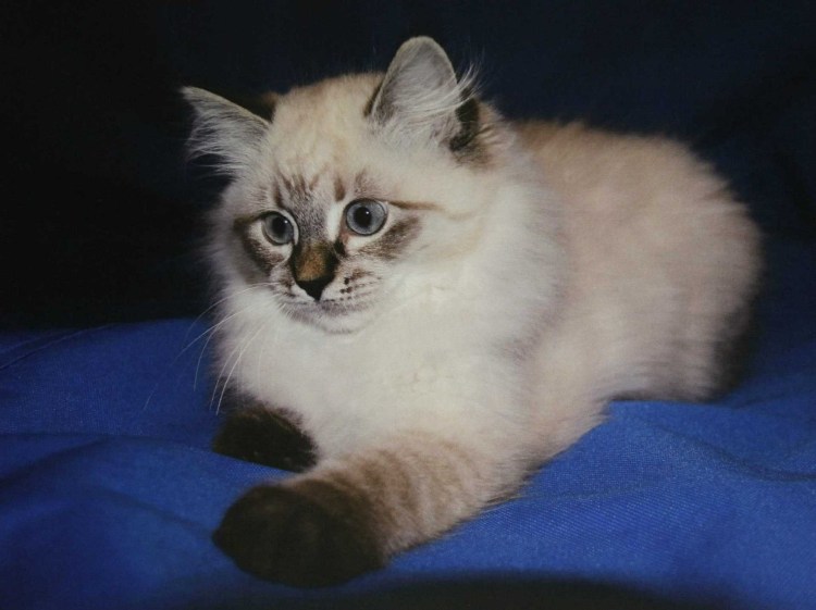 Норвежская длинношерстная Лесная кошка