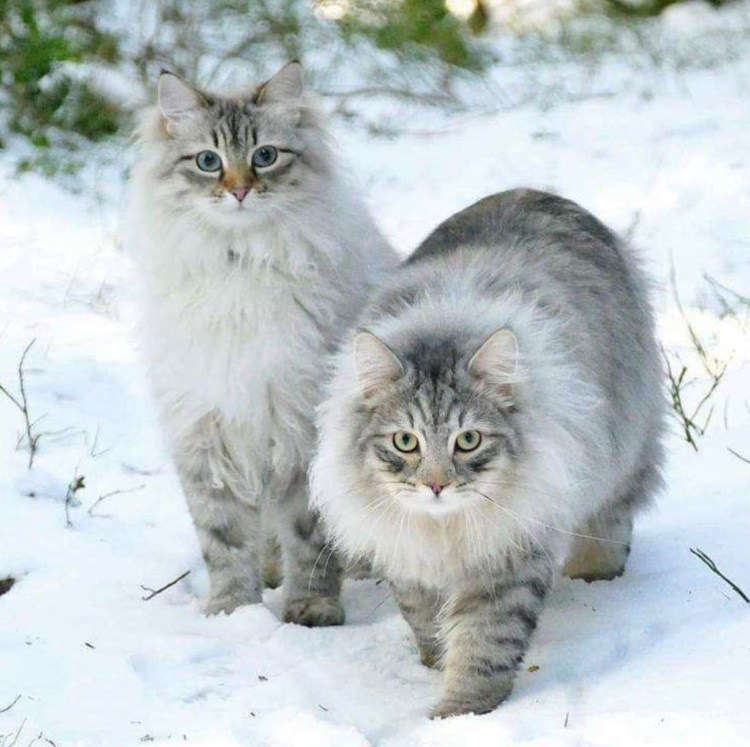 Норвежский Лесной кот рыжий