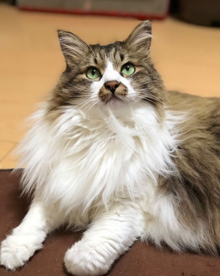 Бельгийский Лесной кот