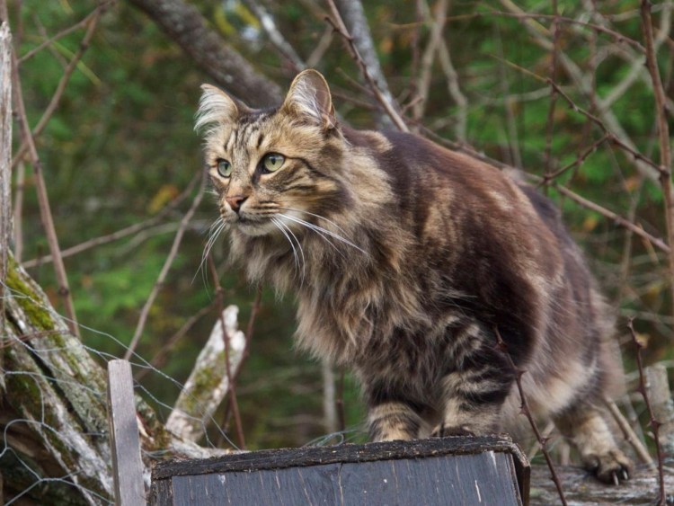 Норвежский Лесной кот
