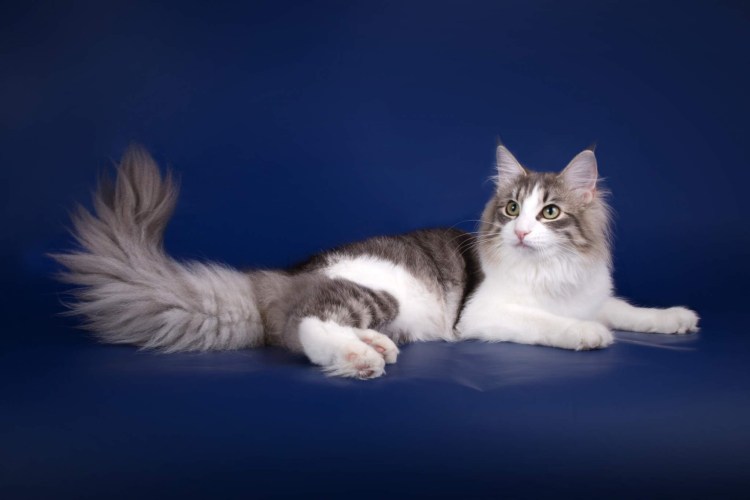 Норвежская Лесная кошка трехцветная