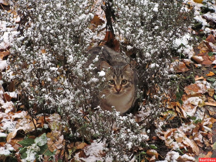 Кот и первый снег
