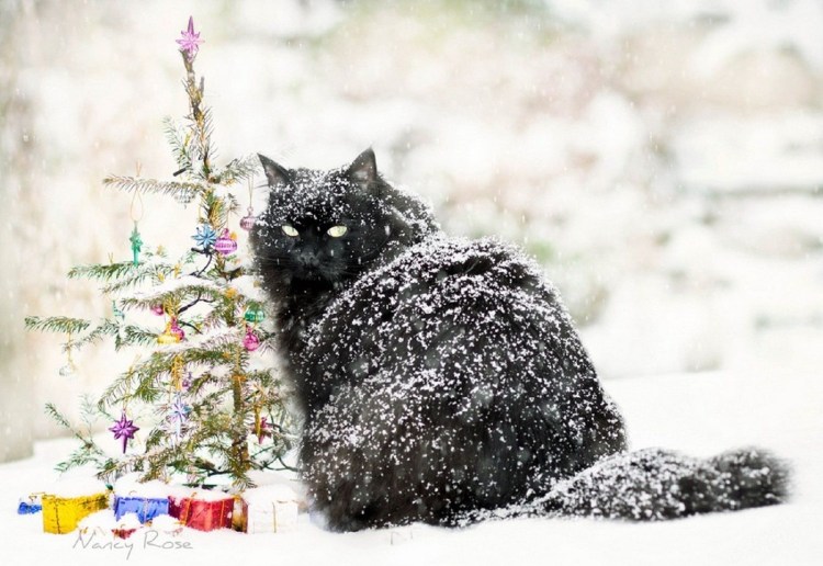 Кот по снегу