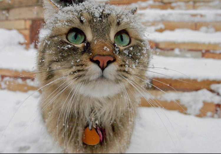 Кошка в снегу