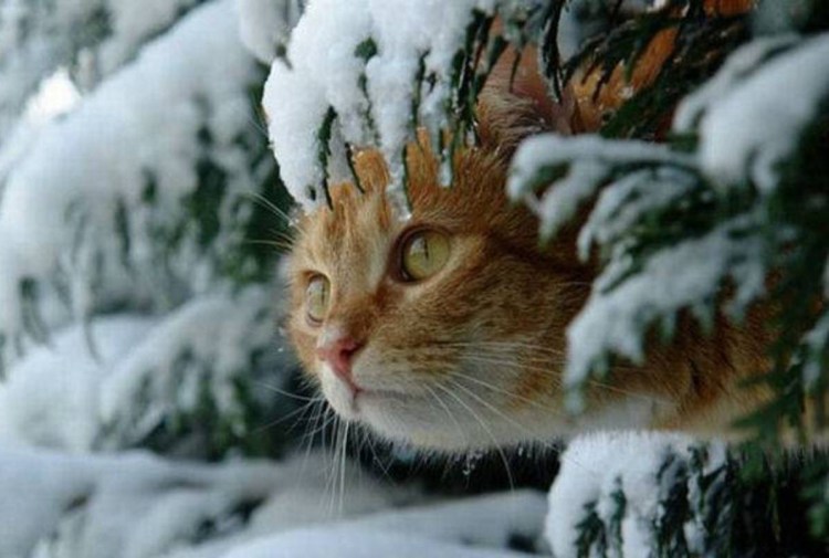 Кошки зимой